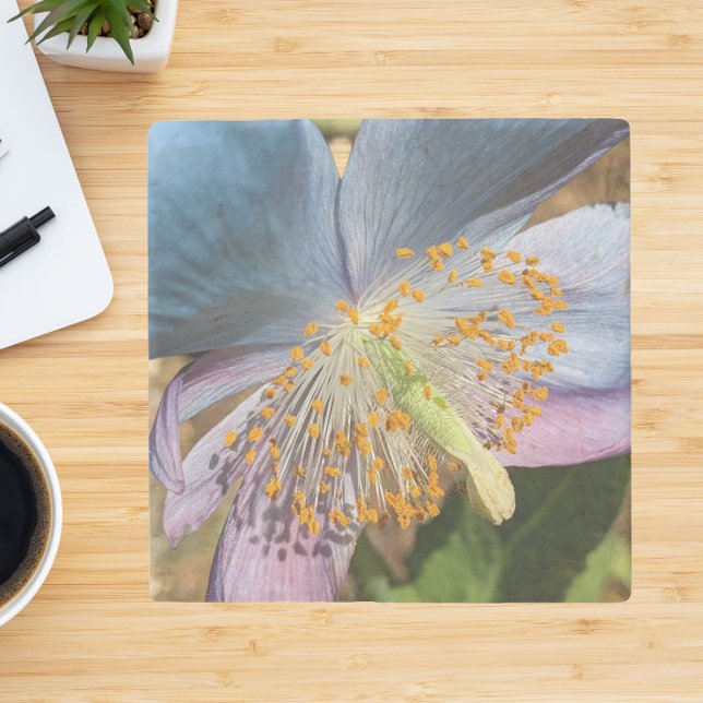 Blue Poppy Bloom Floral Stone Coaster (In Situ)