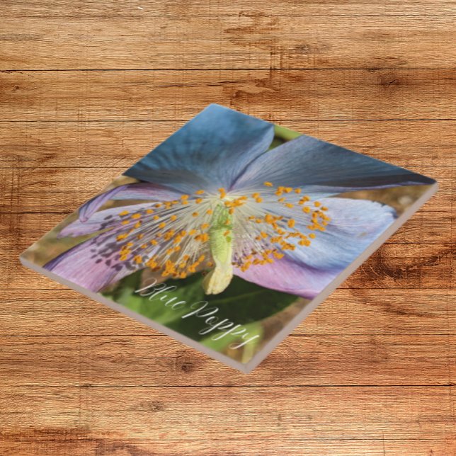 Blue Poppy Bloom Floral Tile (In Situ)