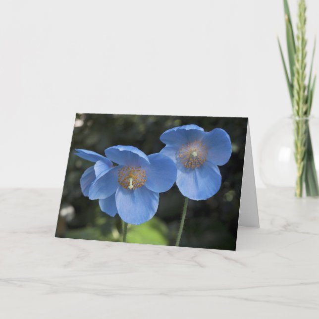 Blue Poppy Card (Front)