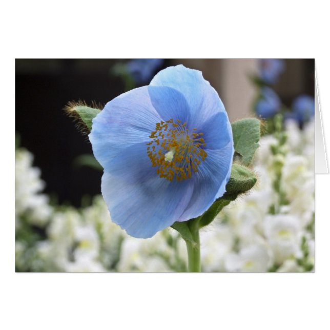 Blue Poppy Card (Front Horizontal)