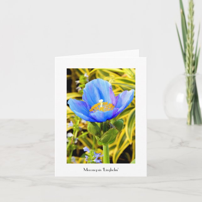 Blue Poppy Folded Note Card (Front)