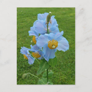 Blue Poppy (Meconopsis) Postcard