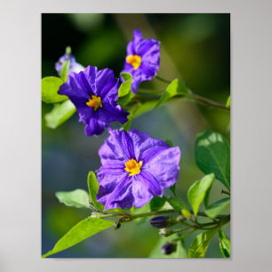 Blue Potato Bush Poster