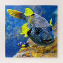 Blue Pufferfish, Yellow Fins & Spotted