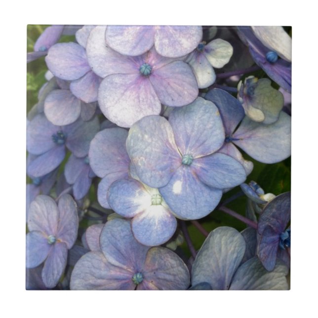 Blue Purple Hydrangea Ceramic Tile (Front)