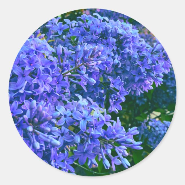 Blue purple lilacs romantic blue floral photo classic round sticker (Front)