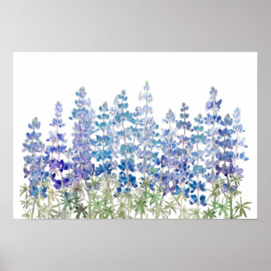 blue purple lupin flowers field horizontal poster