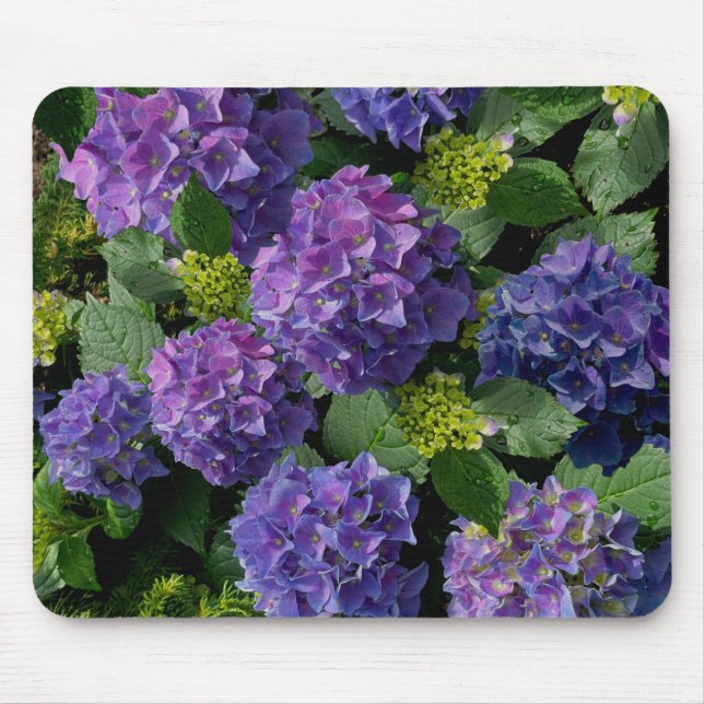 Blue purple magenta Hydrangeas  Mouse Mat (Front)