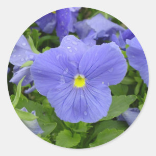 Blue/Purple Pansy Sticker