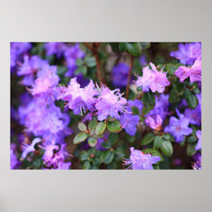 blue purple rhododendron poster