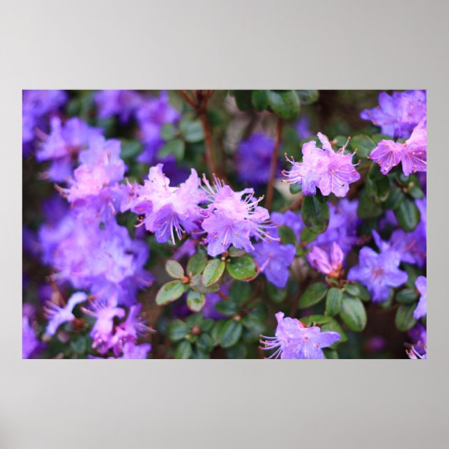 blue purple rhododendron poster (Front)