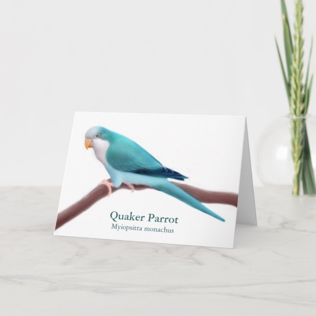 Blue Quaker Parrot Greeting Card (Front)