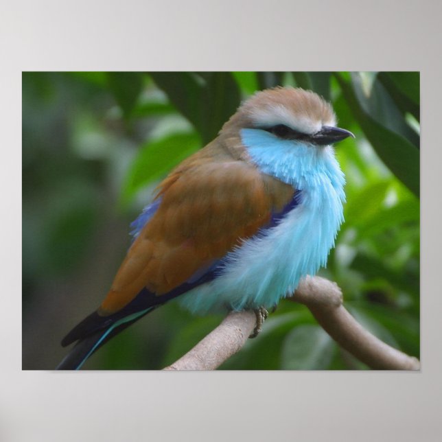 Blue Racket tailed Roller Bird poster FROM 14.95 (Front)
