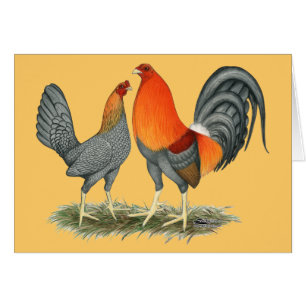 Blue Red Gamefowl