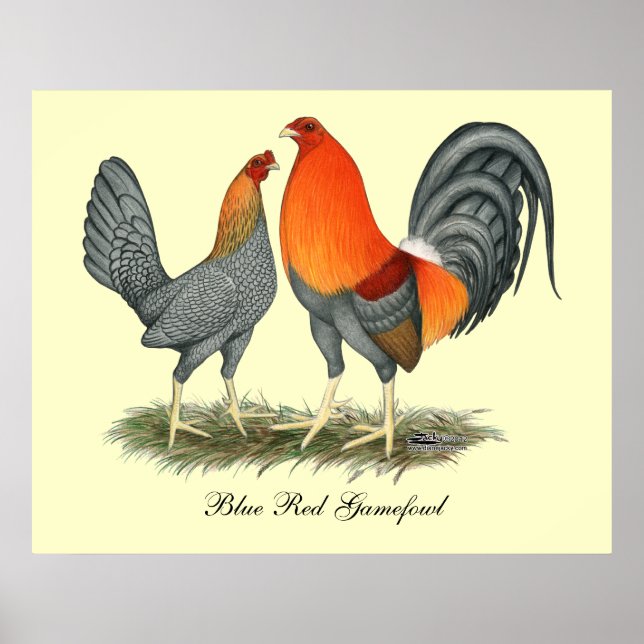 Blue Red Gamefowl Poster (Front)