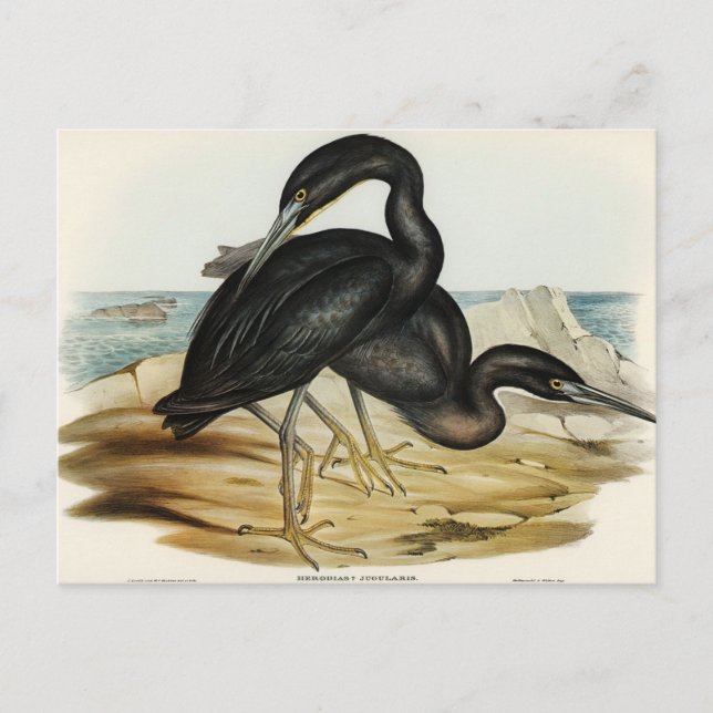Blue Reef Heron by Elizabeth Gould Postcard (Front)