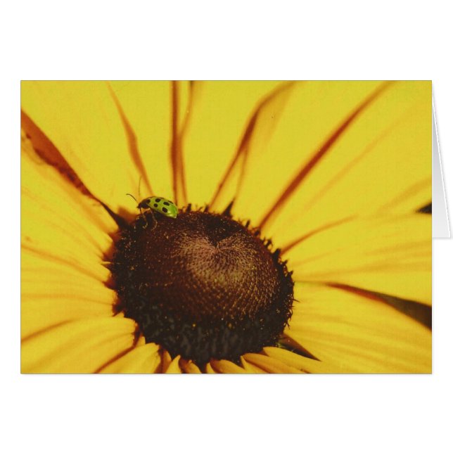 Blue Ridge Black-Eyed Susan (Front Horizontal)