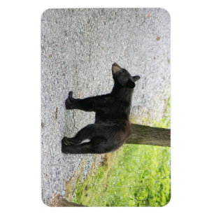 Blue Ridge Parkway - Bear 3 Magnet