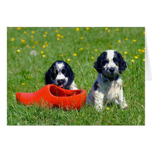 Blue Roan Cocker Spaniels (Front Horizontal)