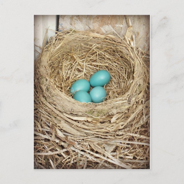 Blue Robin Egg Photographic Postcard (Front)