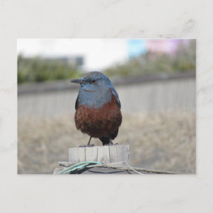 Blue Rock Thrush Postcard
