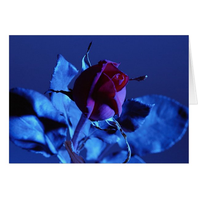 Blue Rose (Front Horizontal)