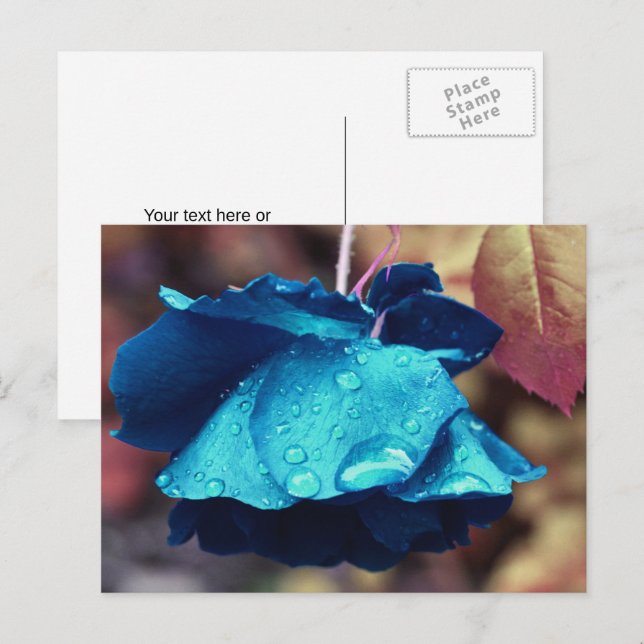 Blue Rose Flower Personalised Postcard (Front/Back)