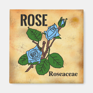 Blue Rose line art aged paper style Magnet