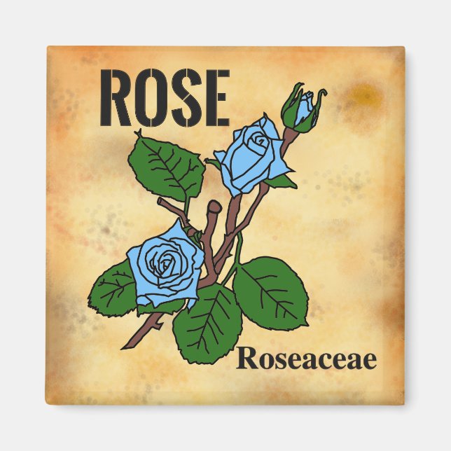 Blue Rose line art aged paper style   Magnet (Front)