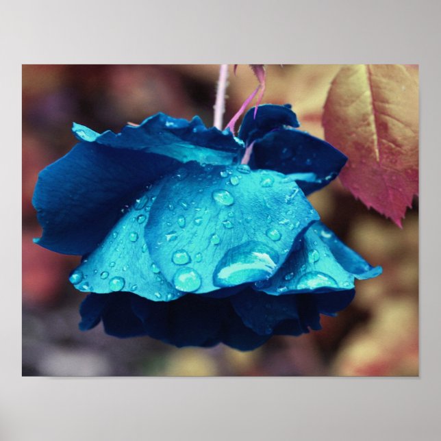 Blue Rose Lingering Raindrops Abstract Flower Art Poster (Front)