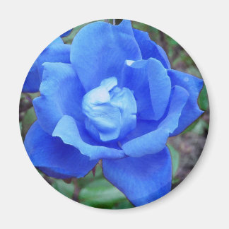 Blue Rose magnet