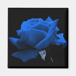 Blue Rose Magnet