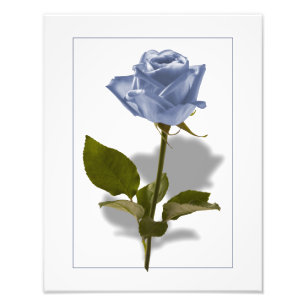 Blue Rose of Enchantment Photo Print