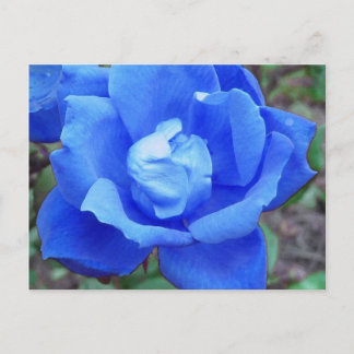 Blue Rose postcard