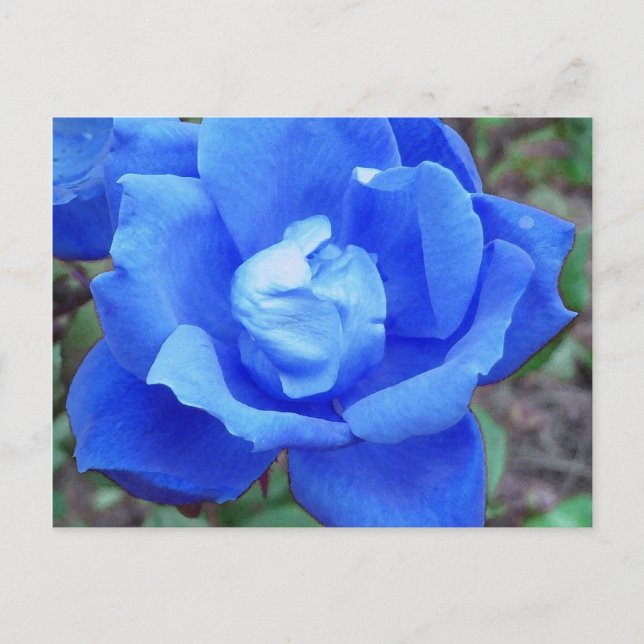 Blue Rose postcard (Front)