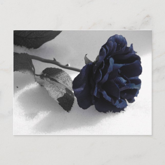 Blue Rose Postcard (Front)