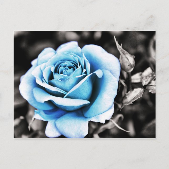 Blue rose postcard (Front)