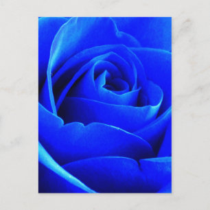 Blue Rose Postcard
