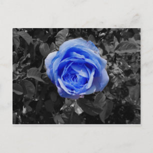 Blue Rose Postcard