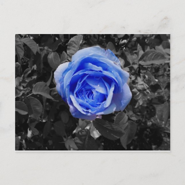 Blue Rose Postcard (Front)