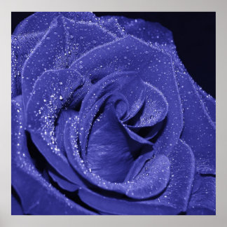 Blue Rose Poster
