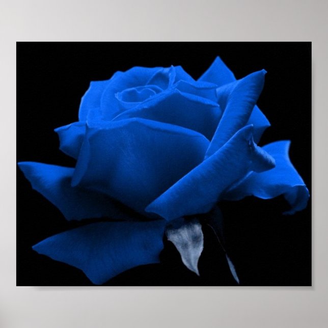 Blue Rose Poster (Front)