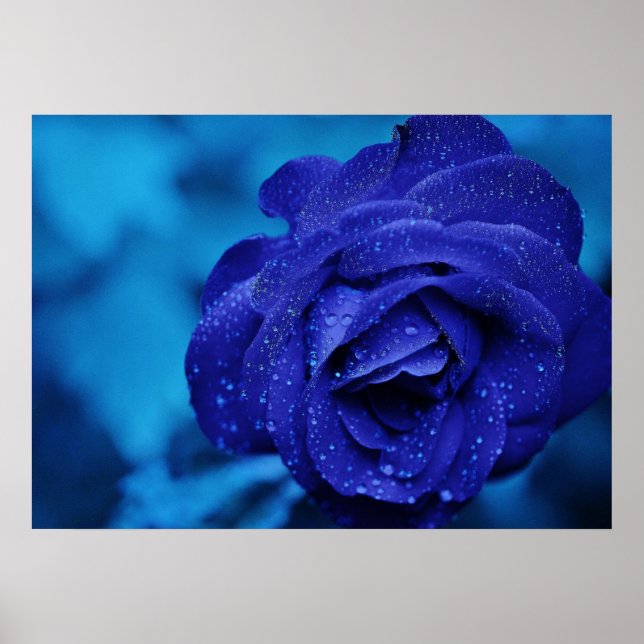 Blue Rose Poster (Front)