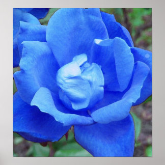 Blue Rose Print