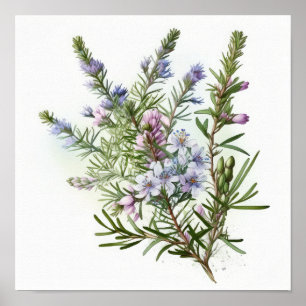Blue Rosemary Flowers Art Print Poster