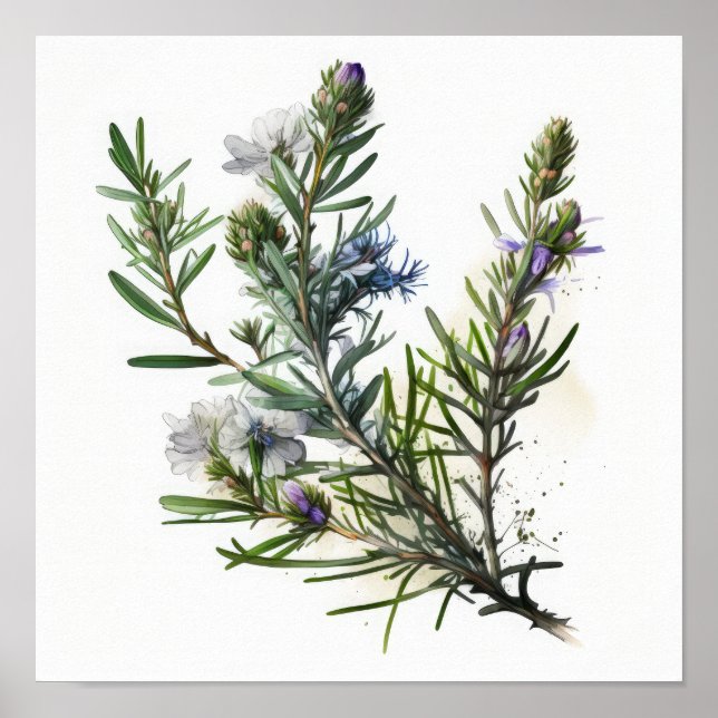 Blue Rosemary Flowers Art Print Poster (Front)