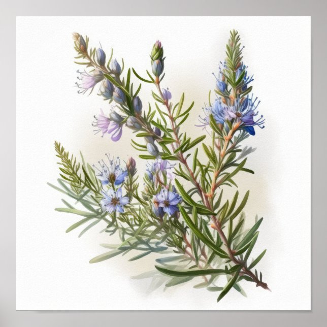 Blue Rosemary Flowers Art Print Poster (Front)
