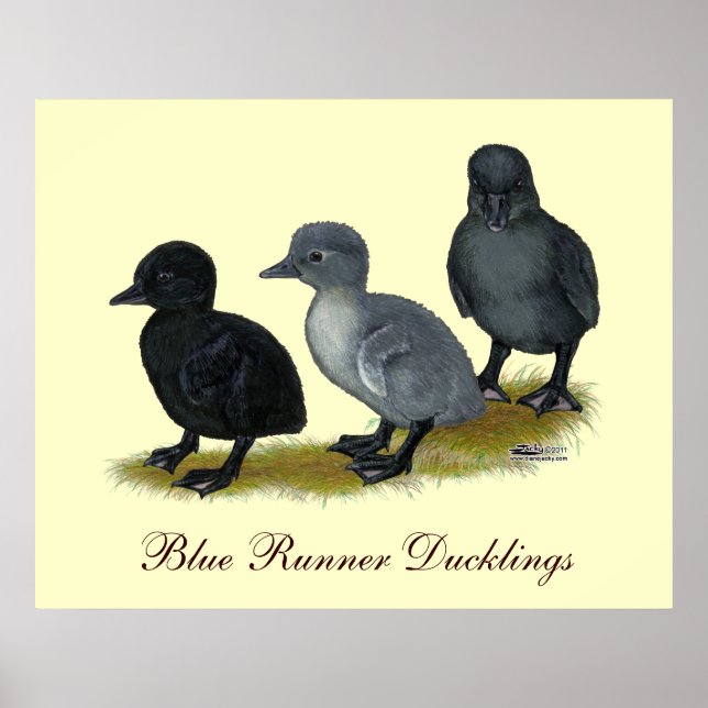 Blue Runner Ducklings Poster (Front)