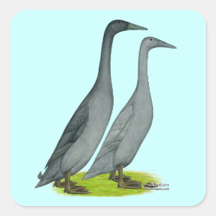 Blue Runner Ducks Square Sticker