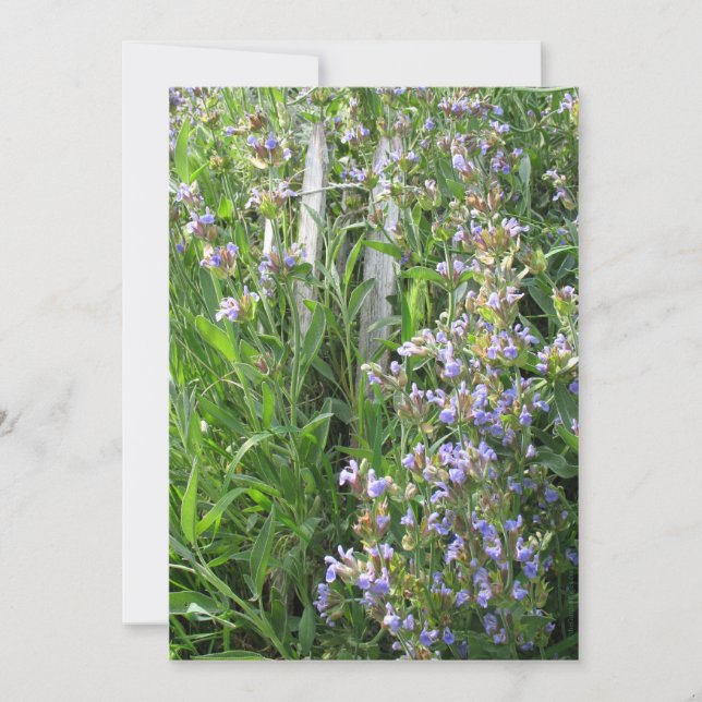 Blue Sage Flowers Custom Invitations (Front)